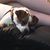 Joy Earl's profile image
