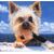 Karen Pressman Ferleger's profile image