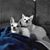 Sharon Eddinger Stephens's profile image