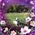 Tammy Lynn Husman's profile image