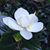 Joan Thomas Barnes's profile image