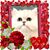 Katie Woodard Lessert's profile image