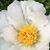 JoAn Arnold Caldwell Hill's profile image