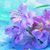 Liliana Maceroli's profile image