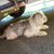 Elsa Ann Acton Grubb's profile image
