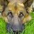 Ideal Veterinary Hospital's profile image