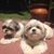 M.A. Shute's profile image