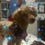 Theresa Rotolo Howard's profile image