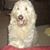Deb Rinzema Derks's profile image