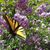 Terri Thomas's profile image