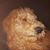 Tracey Anne Rit's profile image