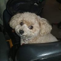 Diane Mullins Bruce's profile image