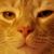 Anne Taffe's profile image