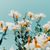 Maria E. Dominguez's profile image