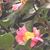 Nancy Jo Boyles's profile image