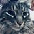 Karli Ann Wilks Lyles's profile image
