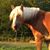 Lori Stammer's profile image