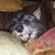 Pat Durrwachter's profile image