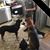 Carrie Garland Hargrove's profile image