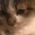 Elizabeth English's profile image