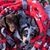 Robin McCleary's profile image
