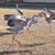 Dottie Fuchs's profile image