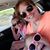 Ann Marie Schmack Fullerton's profile image