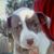 Cody Pedersen's profile image