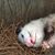 Elizabeth Latchiepell Ipson Taylor's profile image
