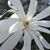 Carmen Uilecan's profile image