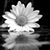 Kimberly Shelton's profile image
