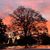 Cheryl Doss's profile image