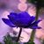Ana Zanfir's profile image
