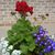 Judy Thompson Shaull's profile image
