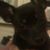 Chippie Daisy's profile image
