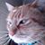 Rhonda Lee's profile image