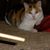 Eileen Rose's profile image