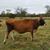 Linda Smith's profile image