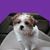 Debra G Gallant's profile image