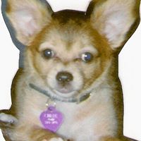 Cheryl Smith's profile image