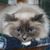 RHillary Chandler Sandwick's profile image