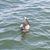 Stacy Meeth's profile image