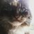 Elizabeth Stewart Gandy's profile image