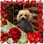 Ronnie Morris's profile image