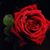 Ana Olivares's profile image