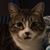 Jessica Adams's profile image