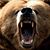 Orso Grigio's profile image