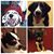 Daisy N Cosmos Duke's profile image