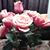 Sherry Reese-Boone's profile image