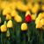 Theresa Brown's profile image